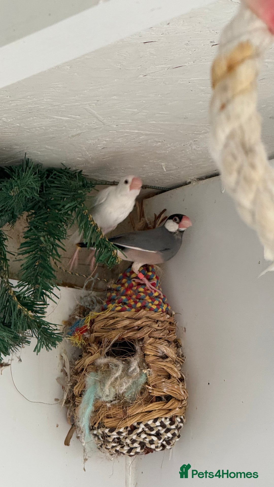 Finches birds for sale: Java finches - Image 1