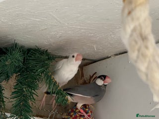 Finches birds - Advert 1