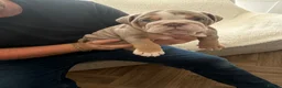 English Bulldog dogs for sale: !! Ready to leave Friday English Bulldog puppy’s ! - Advert 24
