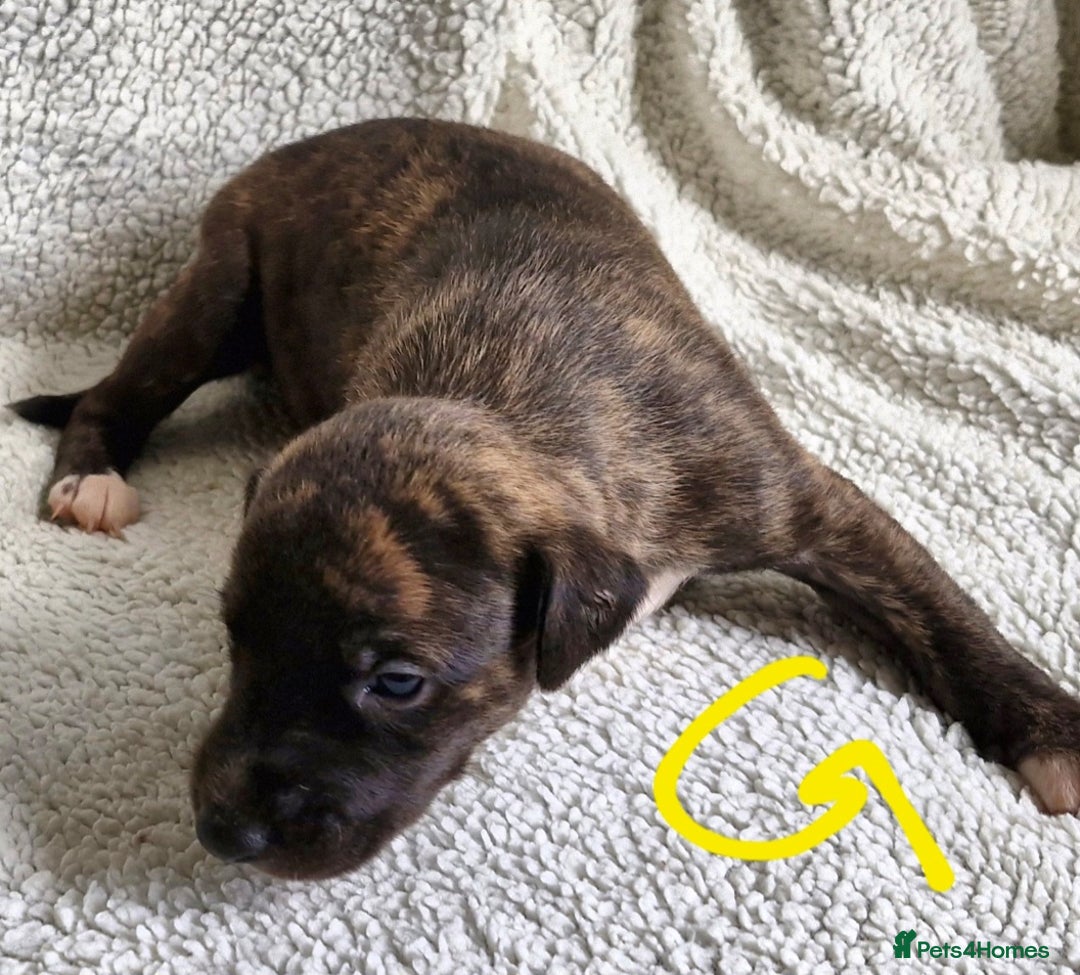 Whippet dogs for sale: Five Star KC Whippet Puppies - Image 4