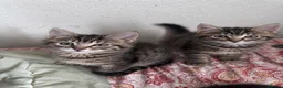 Siberian cats for sale: Siberian forest Kittens 9 weeks old in Bristol - Advert 3
