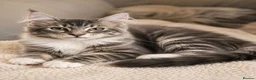 British Shorthair cats for sale: Stunning half Main Coon kitten ready for new home - Advert 13