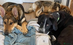 Mixed Breed dogs for adoption: Meet Sonny, currently residing in Fife - Image 2