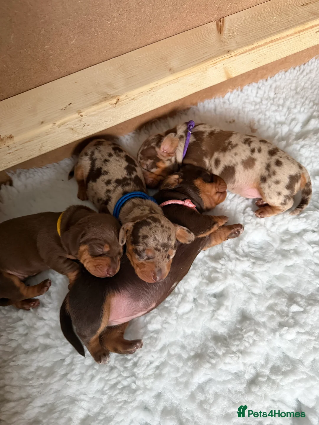 Miniature Dachshund dogs for sale: KC Miniature Dachshund puppies for sale  in Colchester - Advert 4