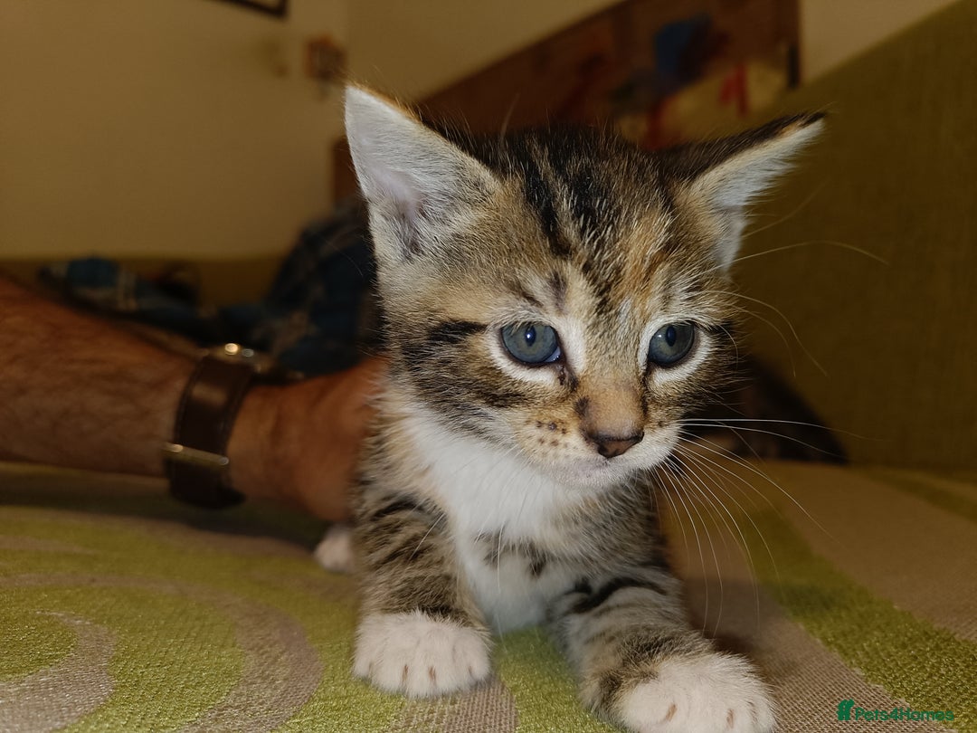 Mixed Breed cats for sale: Calico Mum, Tabby Dad kittens for sale - Image 21