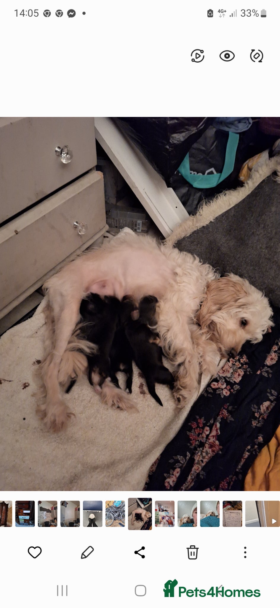 Mixed Breed dogs Cocapoo puppys - Advert 1