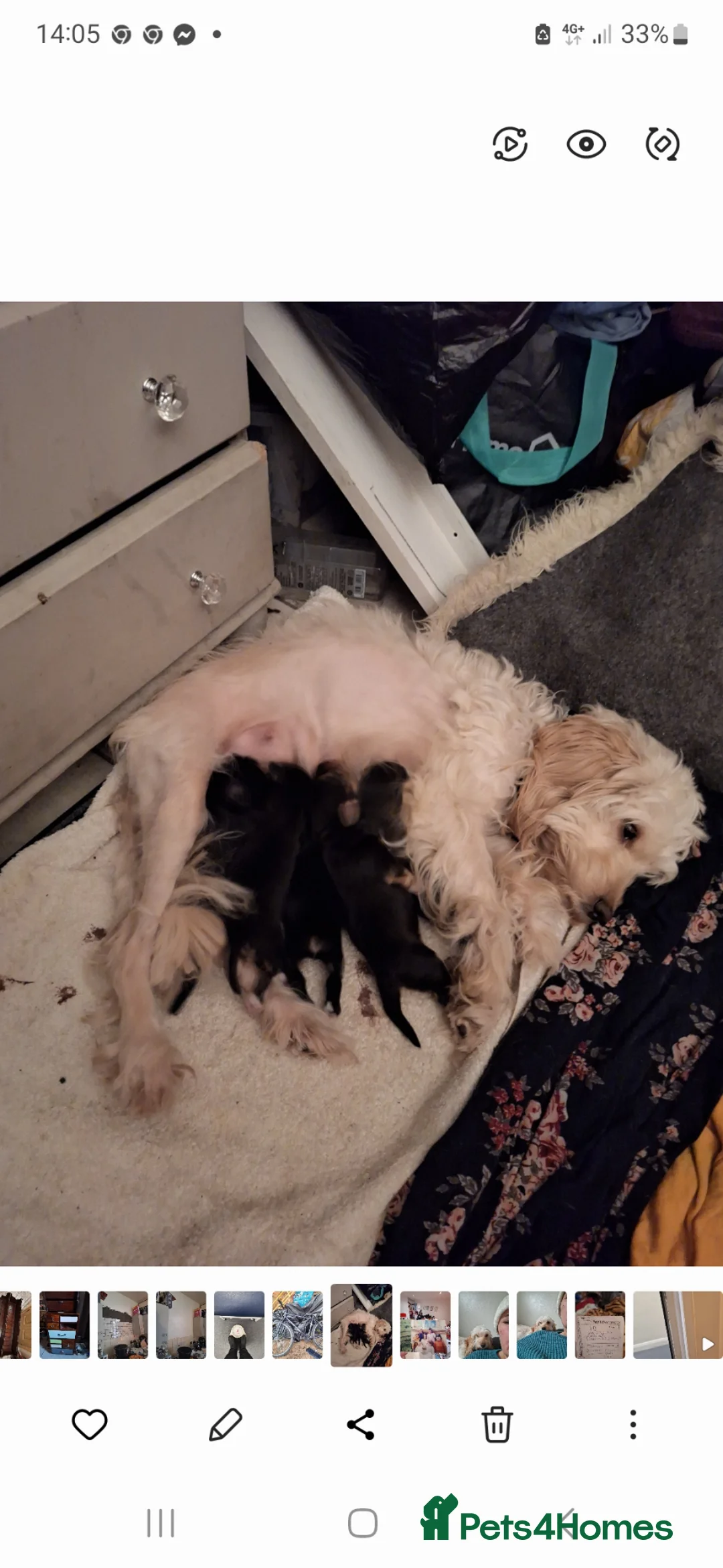 Mixed Breed dogs for sale: Cocapoo puppys in London - Advert 1