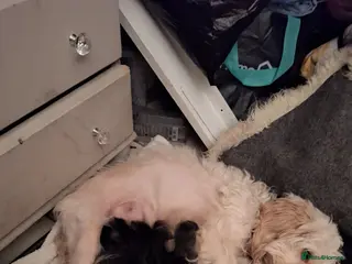 Mixed Breed dogs Cocapoo puppys - Advert 5