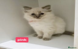 Ragdoll cats for sale: Pure ragdoll kittens READY NOW!! - Image 29