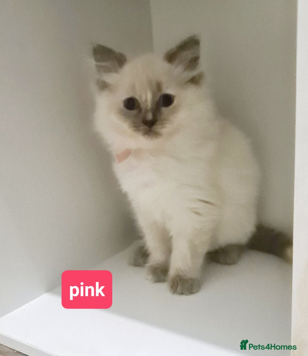 Ragdoll cats for sale: Pure ragdoll kittens READY NOW!! - Image 29
