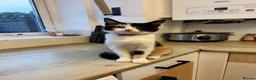 Mixed Breed cats for sale: 4 beautiful kittens ready in 4 weeks  - Advert 2