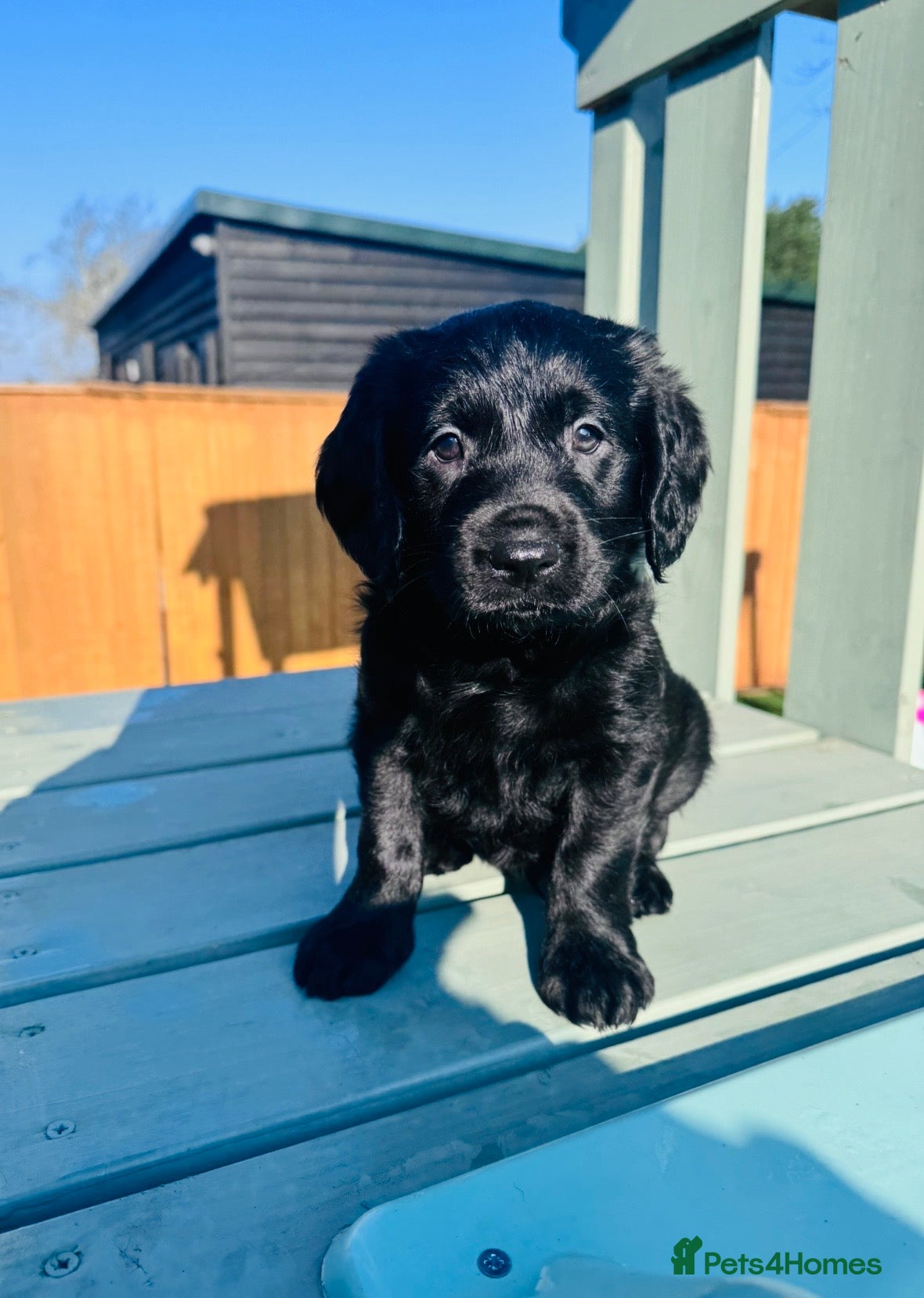 Labradoodle dogs Chocolate Merle Labradoodle Babies 🐾🐾🐾 - Advert 2