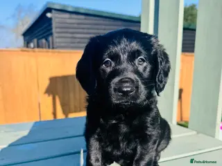 Labradoodle dogs Chocolate Merle Labradoodle Babies 🐾🐾🐾 - Advert 7