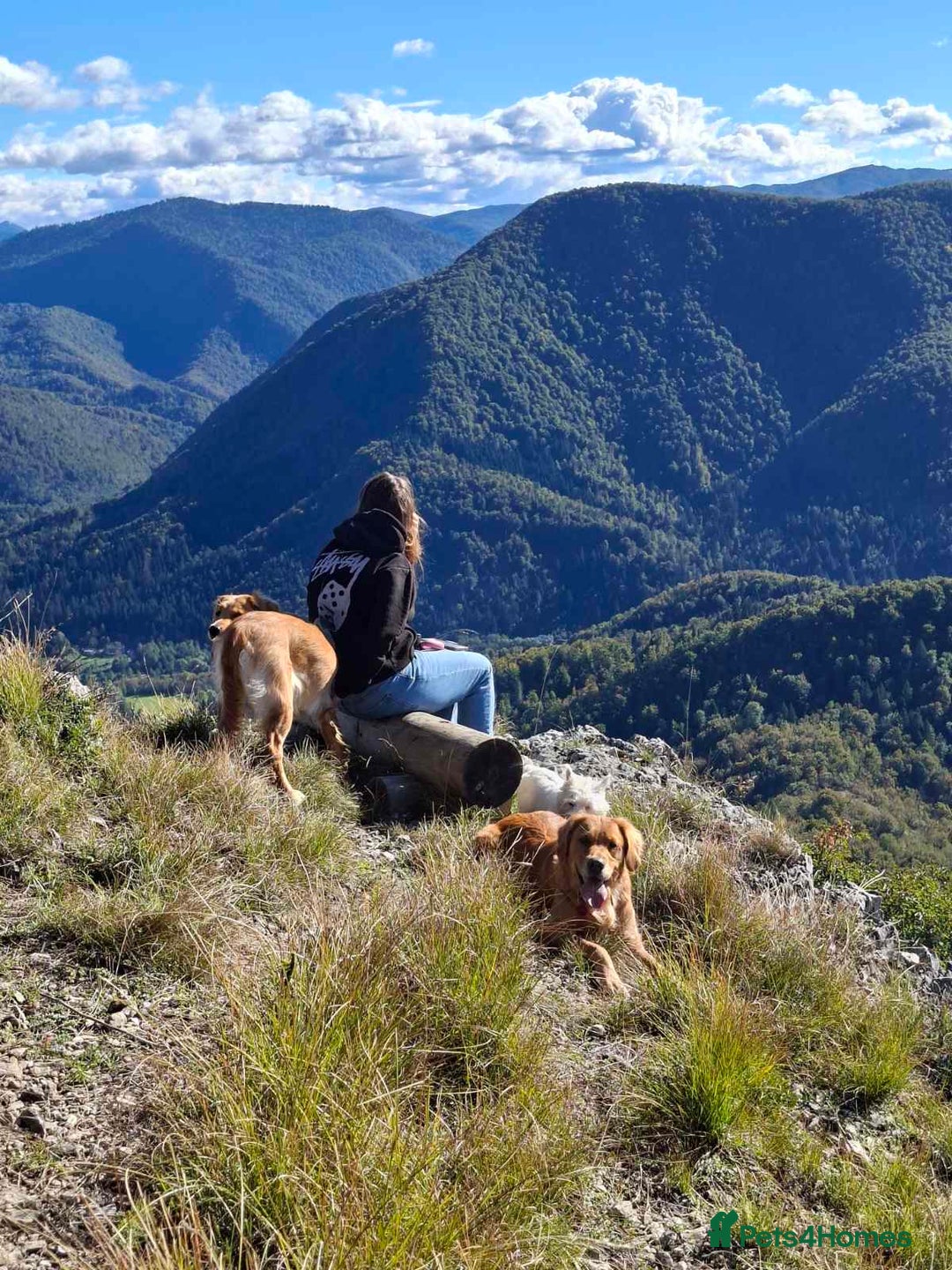 Golden Retriever dogs for sale: Lovely Litter 🐶 KC registered🐶health tested  - Advert 12