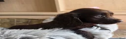 Cocker Spaniel dogs for sale: Working Type Cocker Spaniels - Advert 5