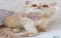 Persian cats for sale: Exotic Doll face Persian  - Image 5