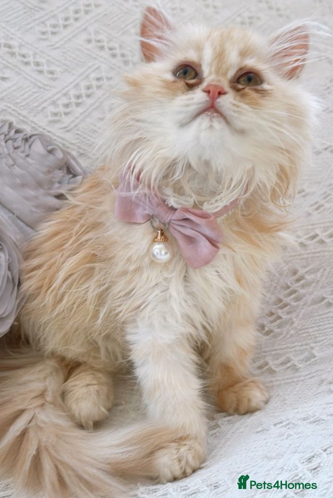 Persian cats for sale: Exotic Doll face Persian  - Image 5