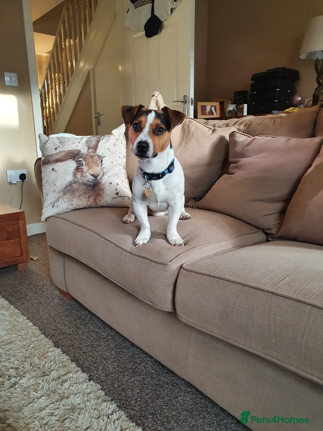 Jack Russell dogs for stud: Proven Short leg mini Jack Russell for stud in Gloucester - Advert 16
