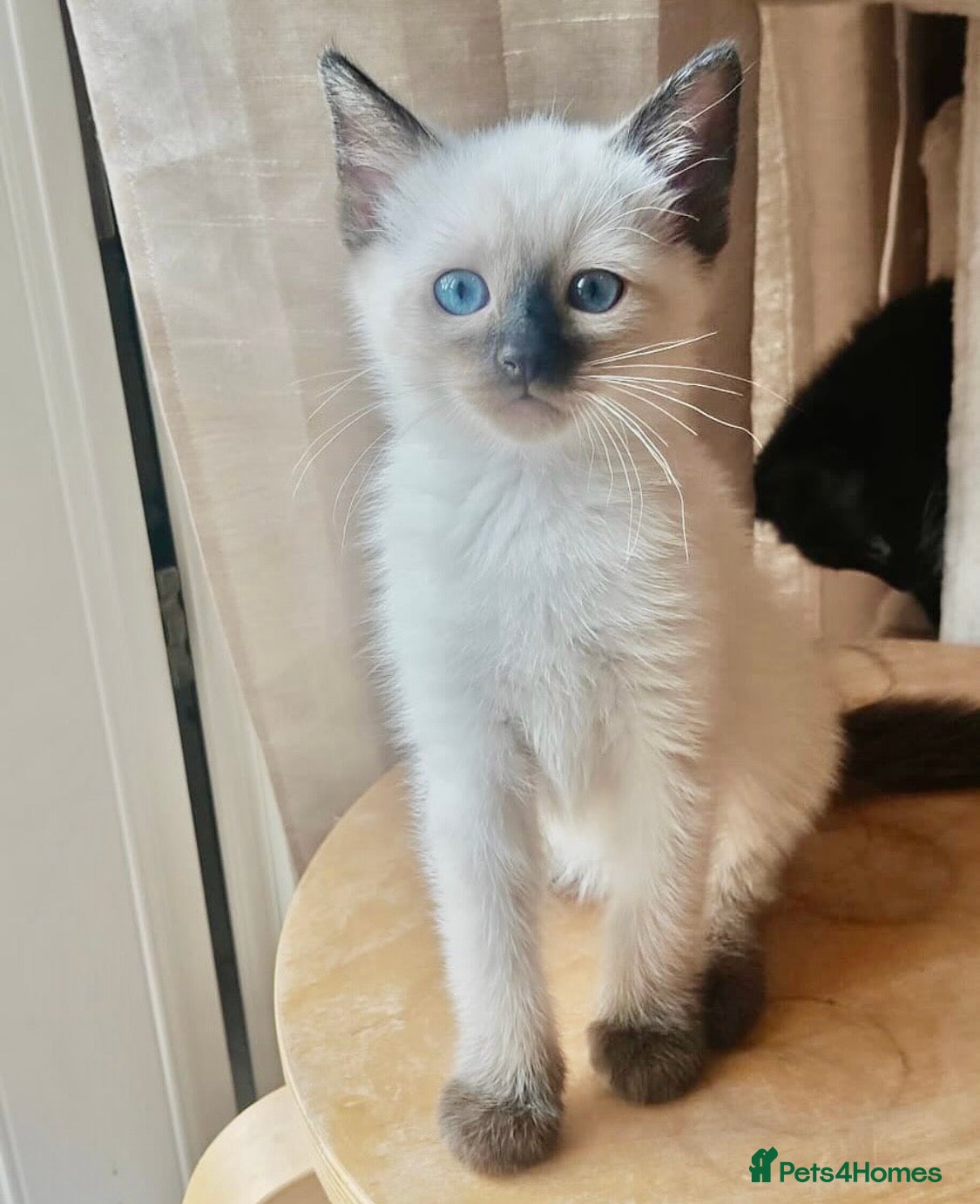Ragdoll cats STUNNING RAGAMESE (RAGDOLL-SIAMESE) KITTENS - Advert 14
