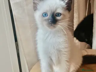 Ragdoll cats STUNNING RAGAMESE (RAGDOLL-SIAMESE) KITTENS - Advert 14