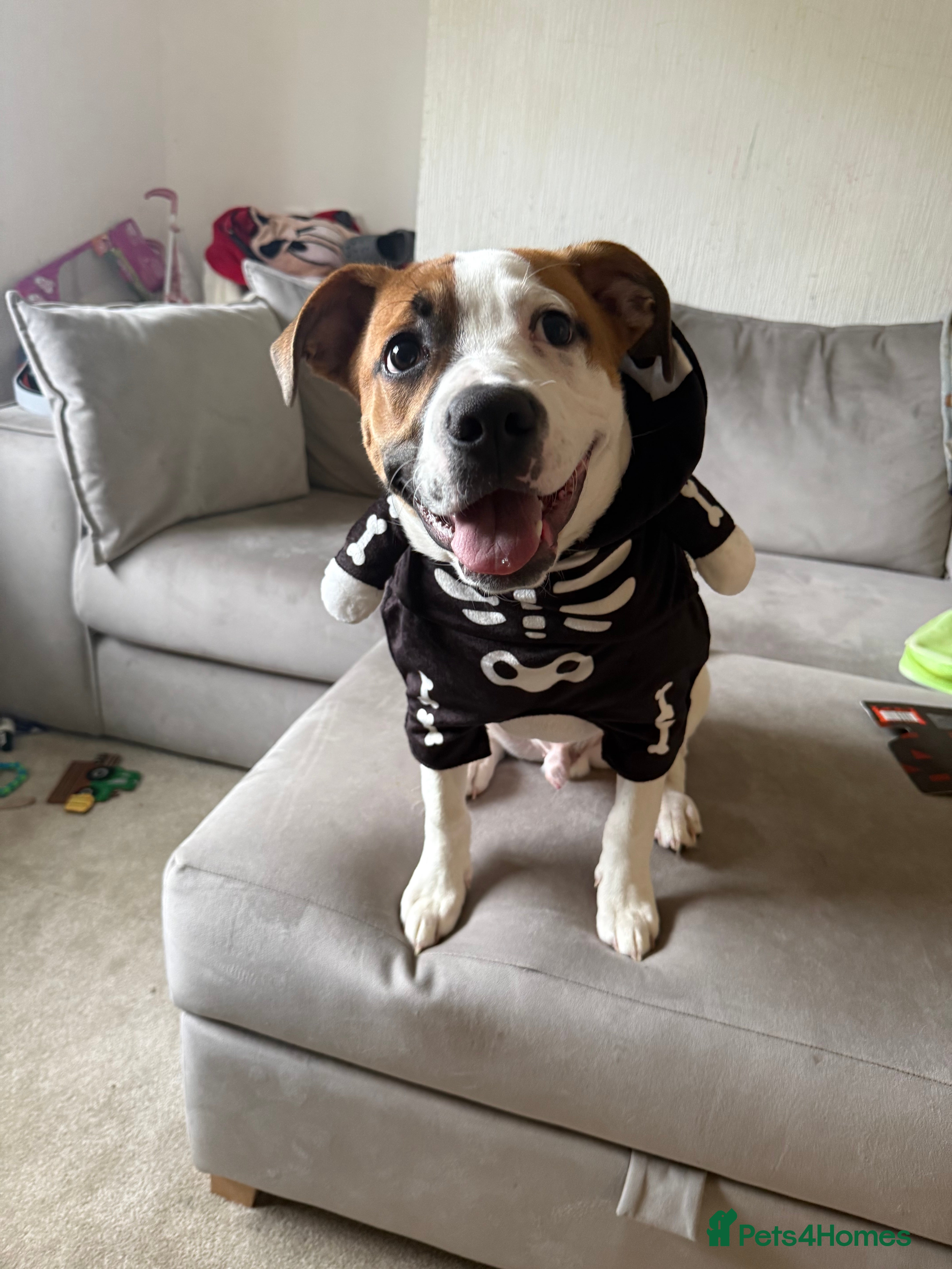 American Bull Staffy dogs American bulldog for sale  - Advert 1