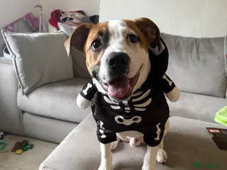 American Bull Staffy dogs American bulldog for sale - Advert 1