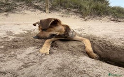 Mixed Breed dogs for adoption: Gandhi is looking for the best home for adoption - Image 5