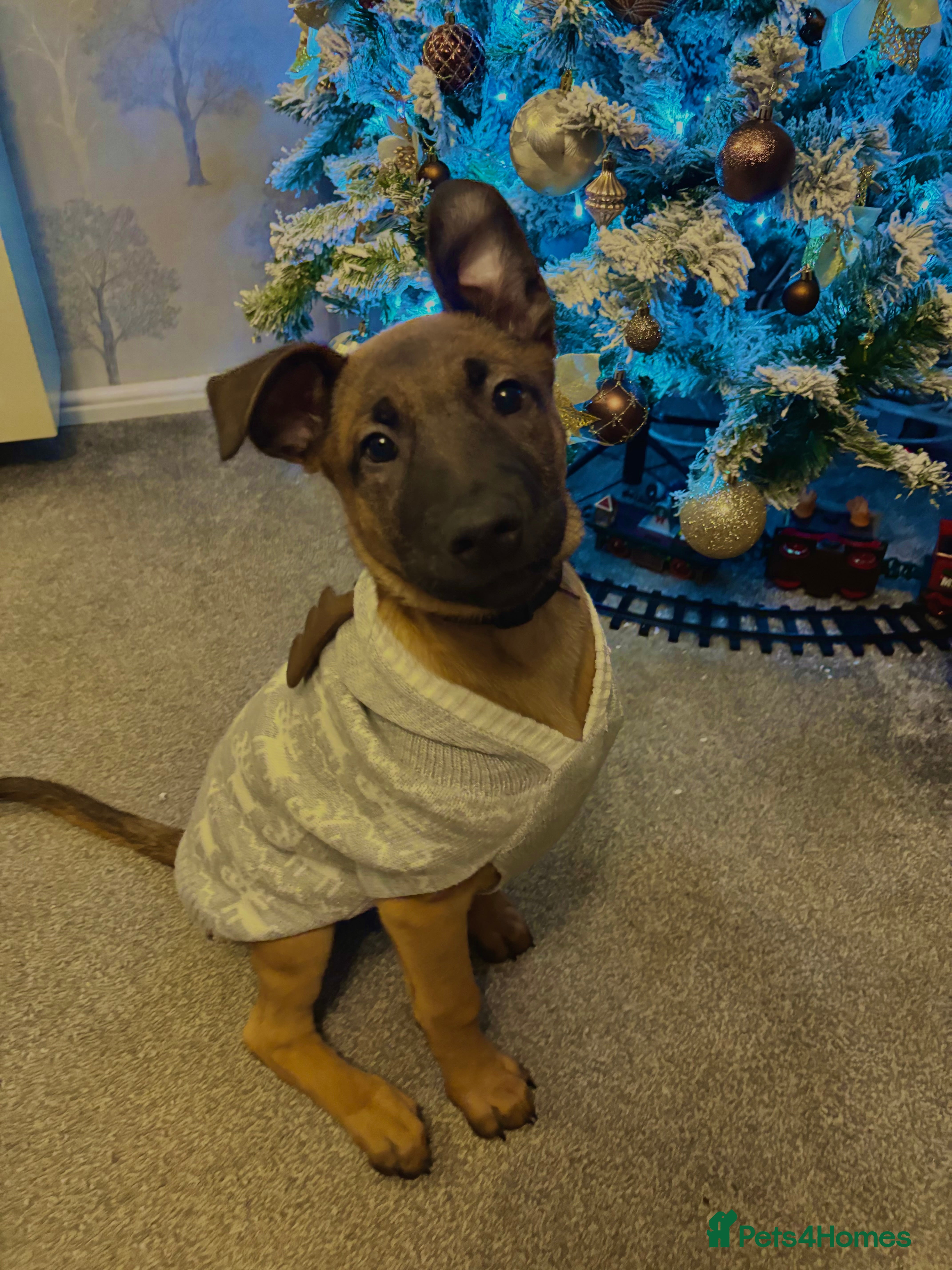 Belgian Shepherd Dog dogs Belgian Mallinois puppy  - Advert 4