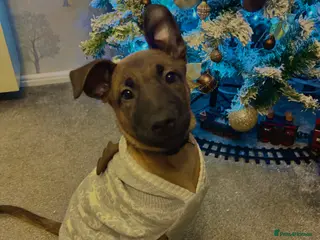 Belgian Shepherd Dog dogs Belgian Mallinois puppy - Advert 1