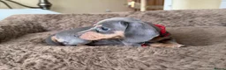 Miniature Dachshund dogs for sale: Beautiful Miniature Dachshund puppies in Stoke-on-Trent - Advert 3