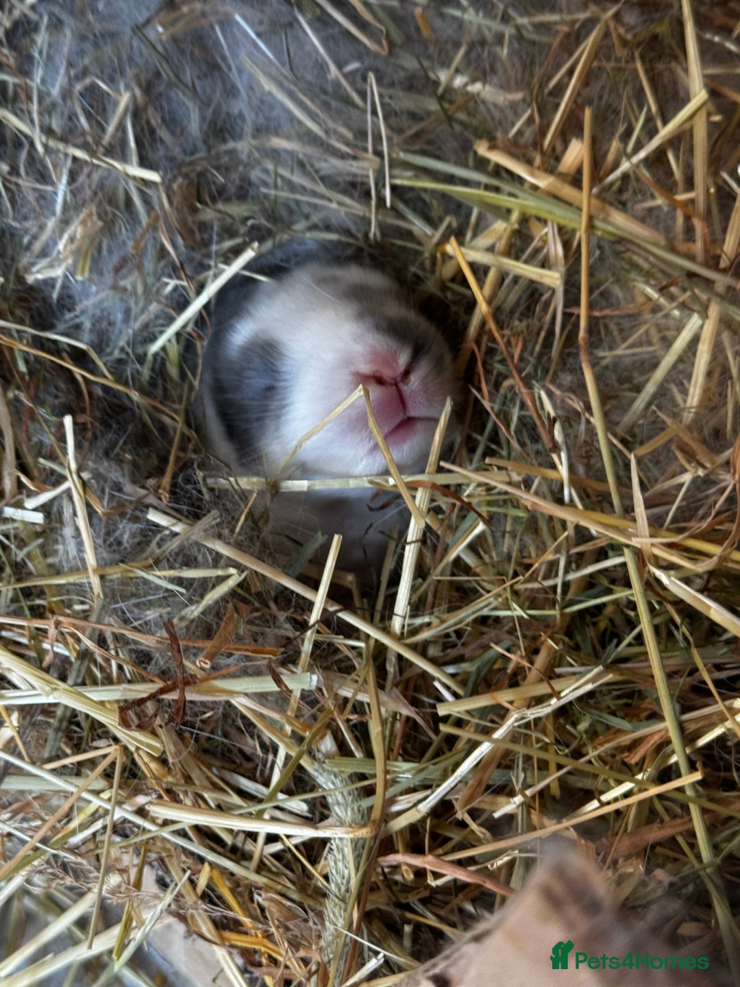 French Lop rabbits for sale: 🩵Stunning litter pure bred blue eye French lops🩵 - Image 30
