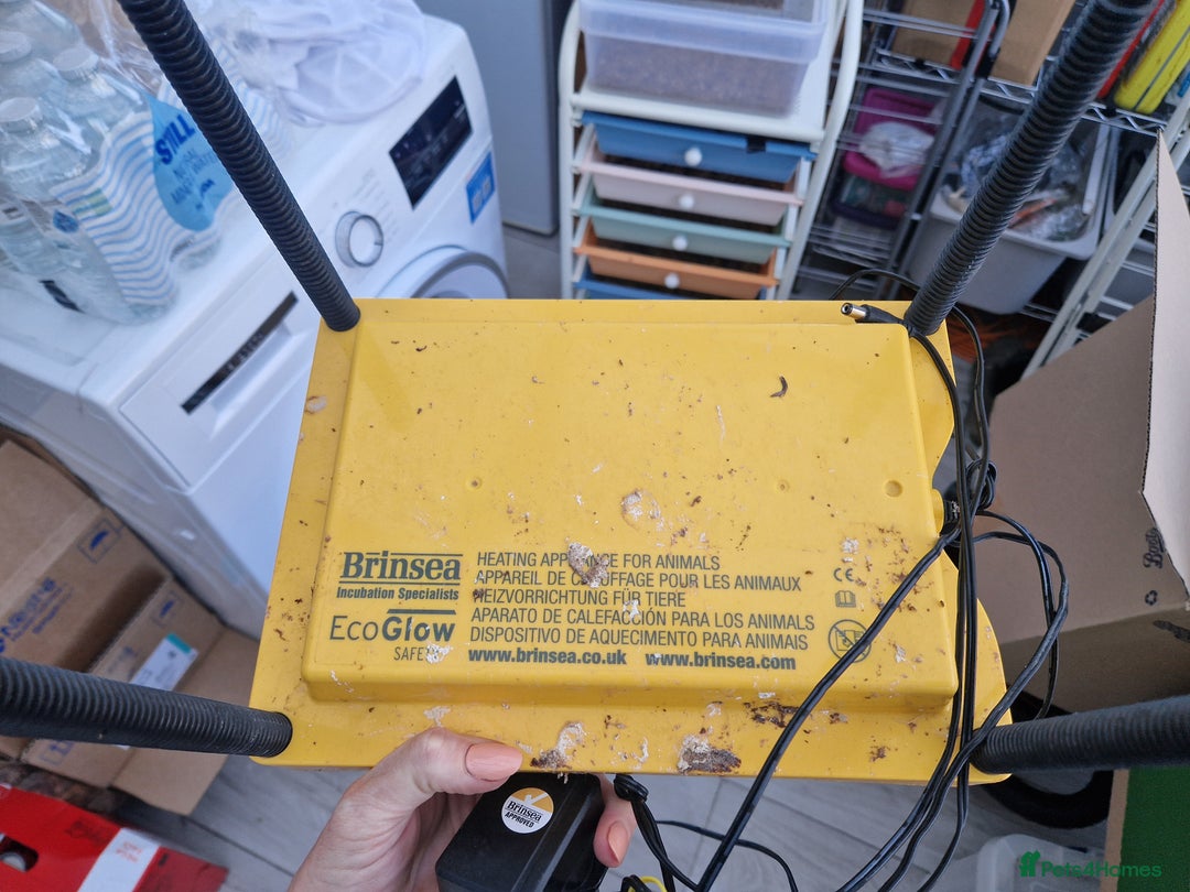 Quail poultry for sale: Ad Edited with more quail- Mealworm farm for quail - Advert 10