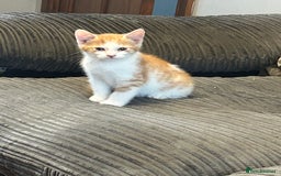 Mixed Breed cats for sale: Mixed breed British shorthair  - Image 9