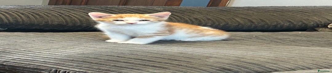 Mixed Breed Kitten 2