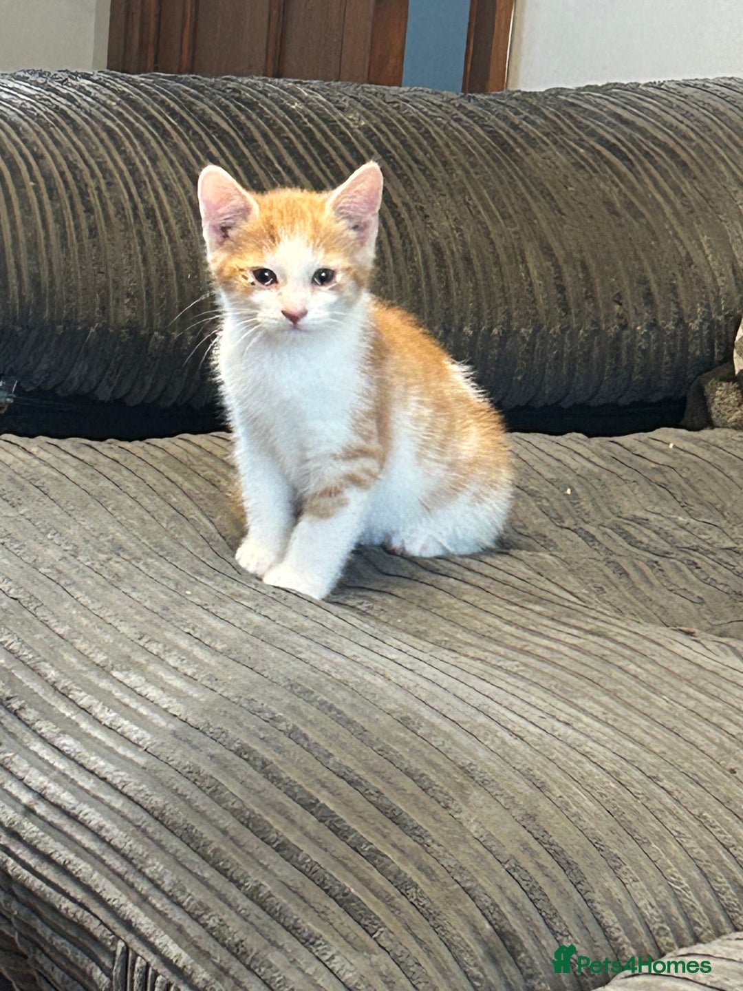 Mixed Breed cats for sale: Mixed breed British shorthair  - Image 9