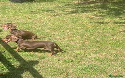 Dachshund dogs for sale: Beautiful Sweeney Dachshunds in Newark - Image 1