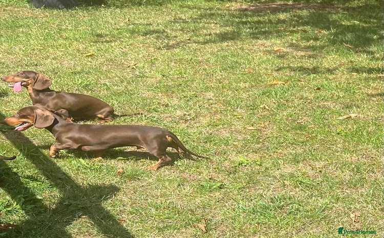 Dachshund dogs in Newark - Advert 15