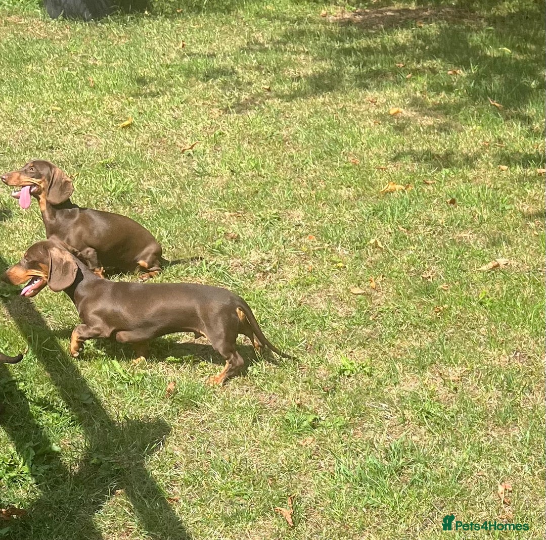Dachshund dogs for sale: Beautiful Sweeney Dachshunds in Newark - Image 1