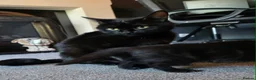 Mixed Breed cats for sale: 4 Beautiful kittens  in Rotherham - Advert 6