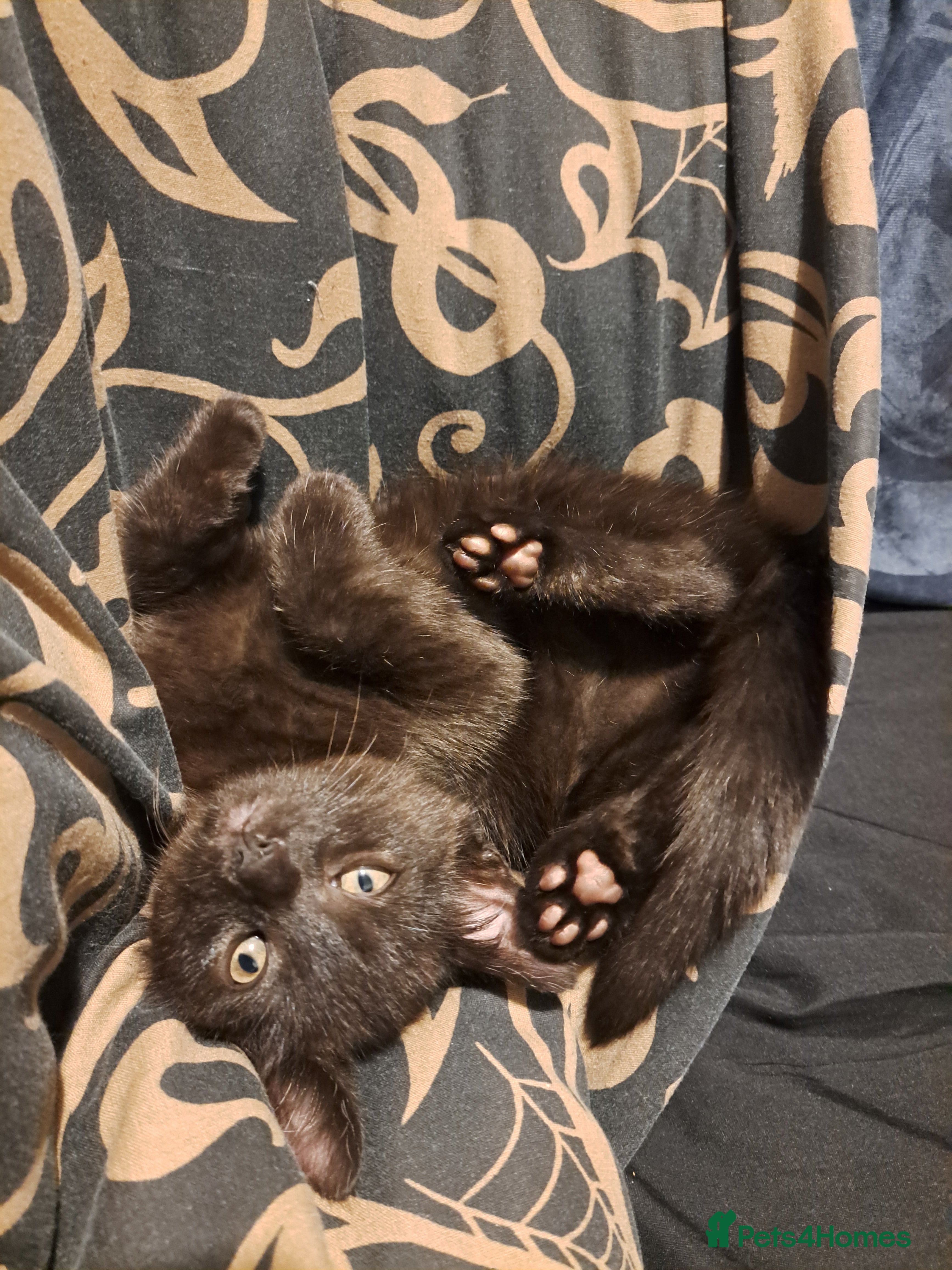 Mixed Breed cats Last kitten of the litter looking for a new home - Advert 1