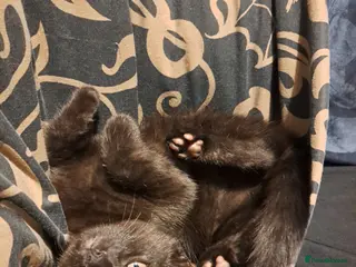 Mixed Breed cats Last kitten of the litter looking for a new home - Advert 1