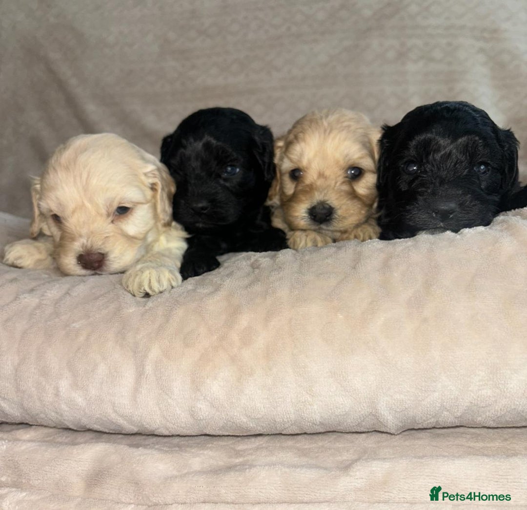 Cavapoo dogs for sale: Beautiful F1 Cavapoo Puppies  - Image 1