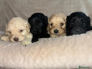 Cavapoo dogs - Advert 8