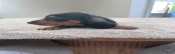 Miniature Dachshund dogs for sale: *** 3 beautiful mini dachshunds ** - Advert 13