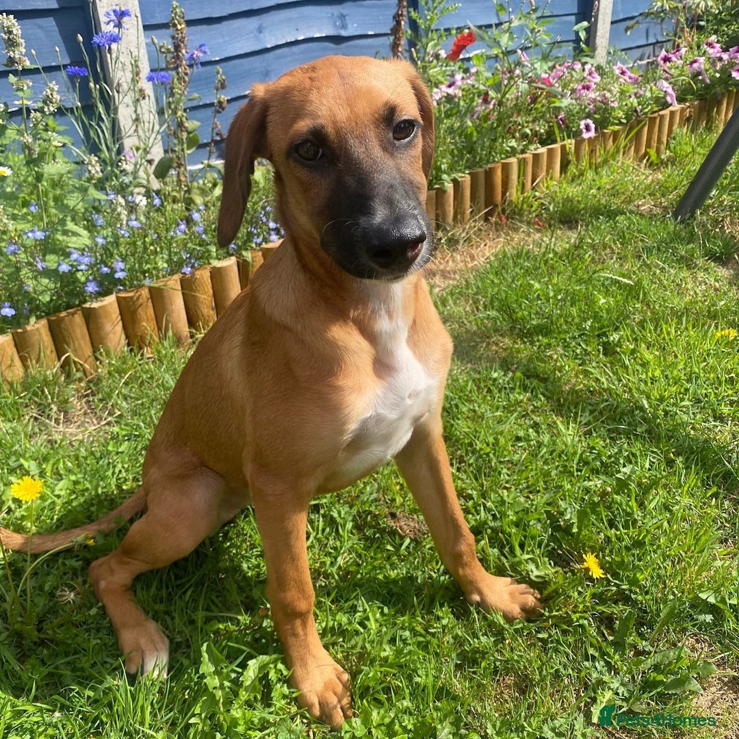 Mixed Breed dogs for adoption: Minnow (Hound/Shepherd mix) - Image 3