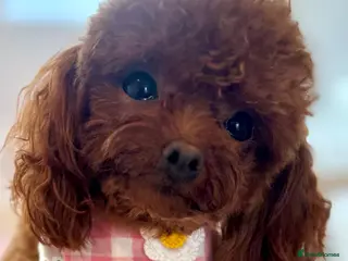 Toy Poodle dogs Tiny Asian Poodle - Advert 16