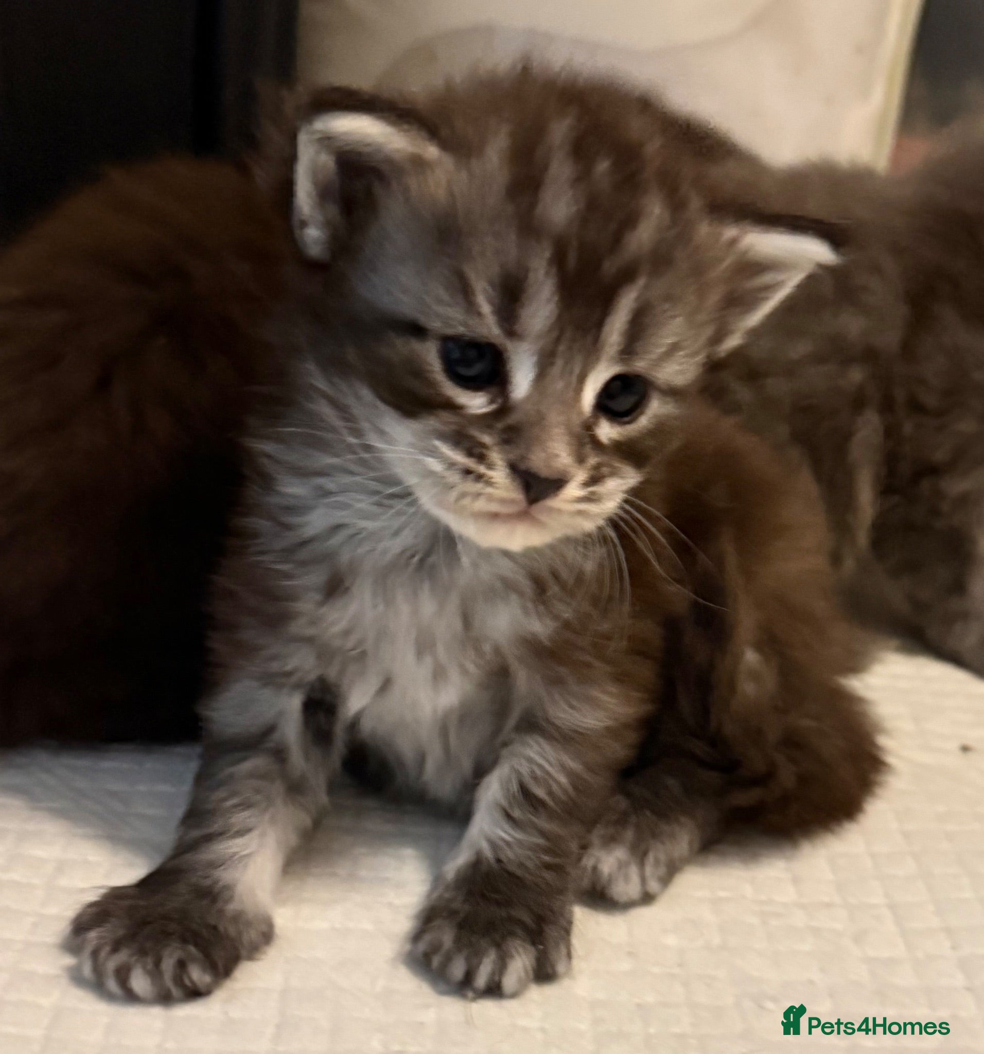 Maine Coon cats Beautiful Maine Coon kittens purebred  - Advert 15