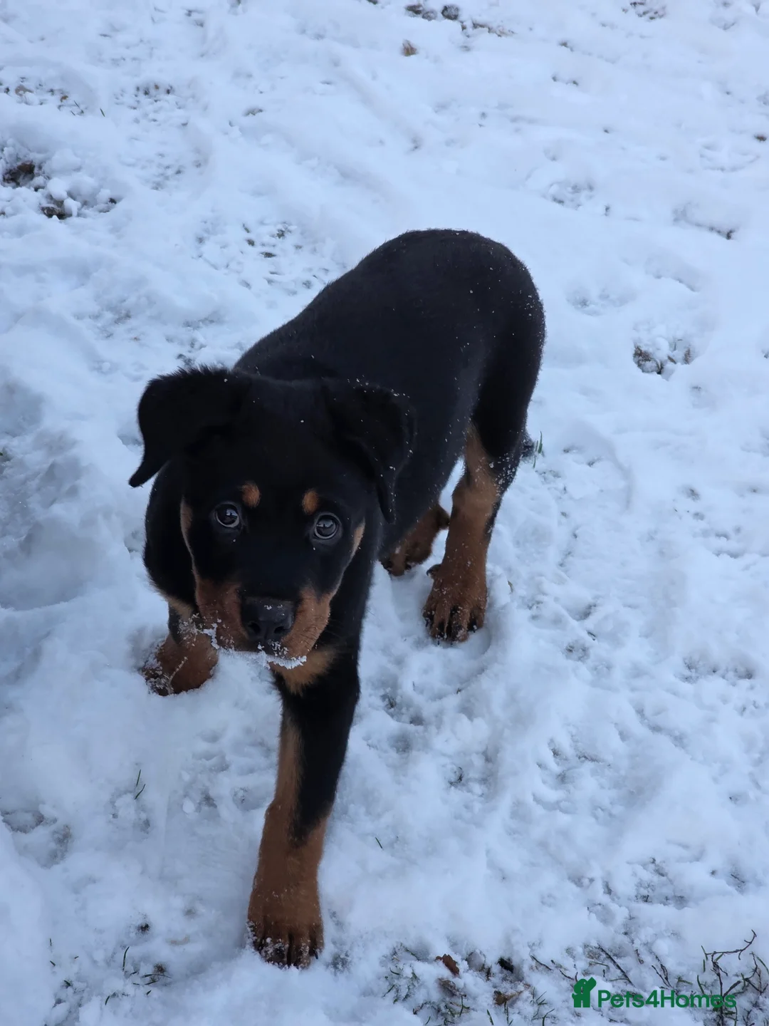 Rottweiler dogs for sale: 19 week old rottweiler female for sale  - Advert 1