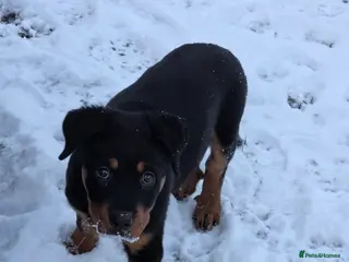 Rottweiler dogs 19 week old rottweiler female for sale - Advert 16