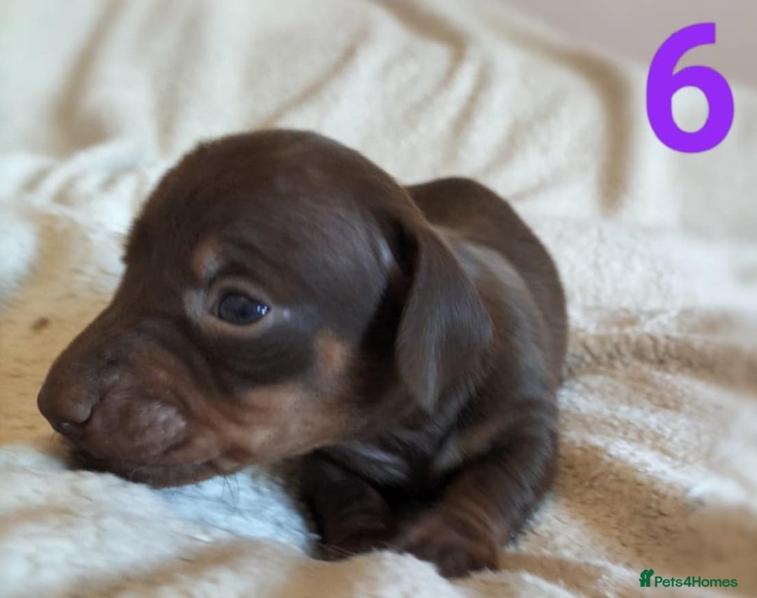 Miniature Dachshund dogs for sale: Stunning Miniature Dachshund Puppies 2 Week Old - Advert 7